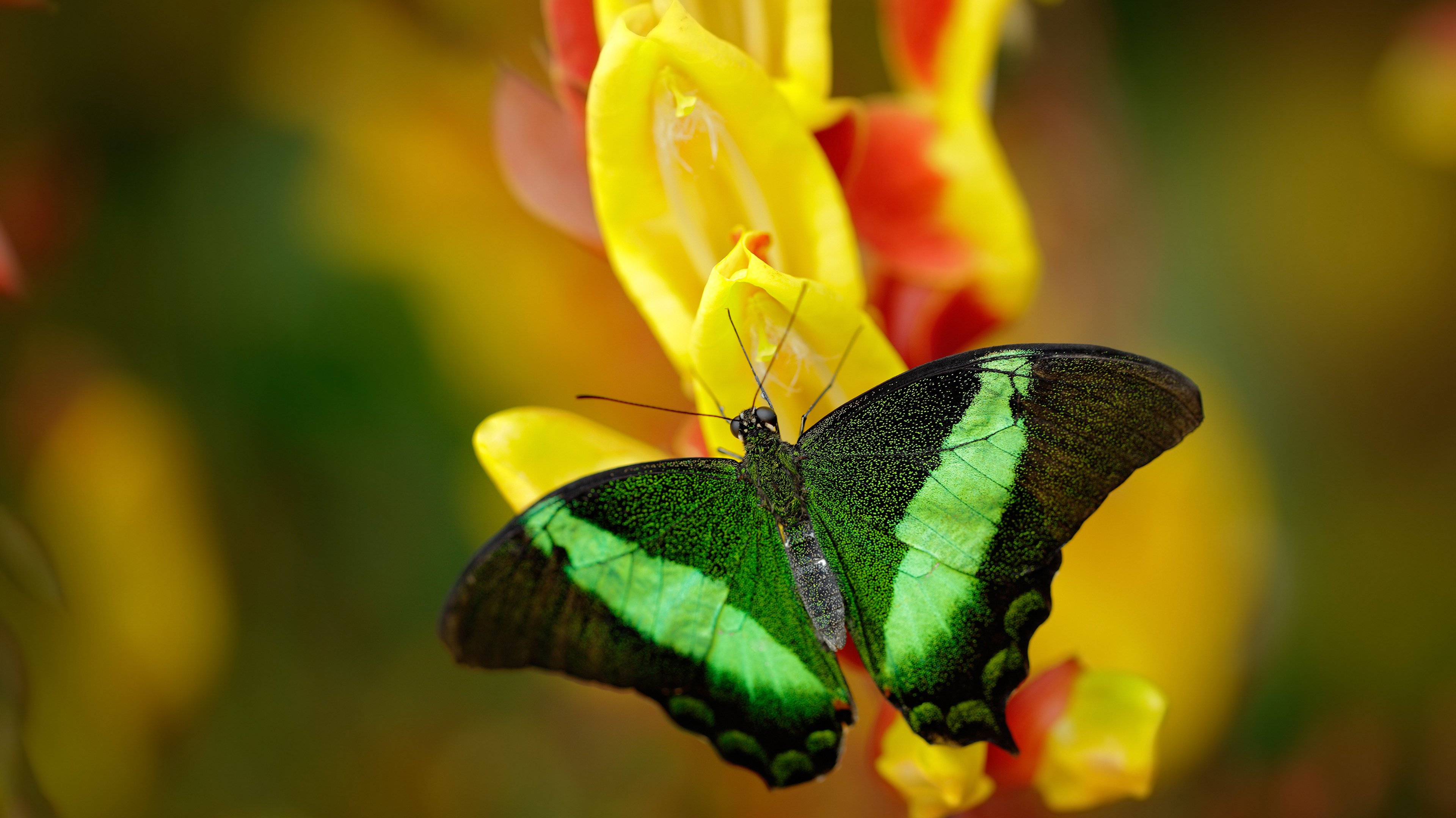 _精准射箭比赛：挥弓之间的专注力量_，射箭很准