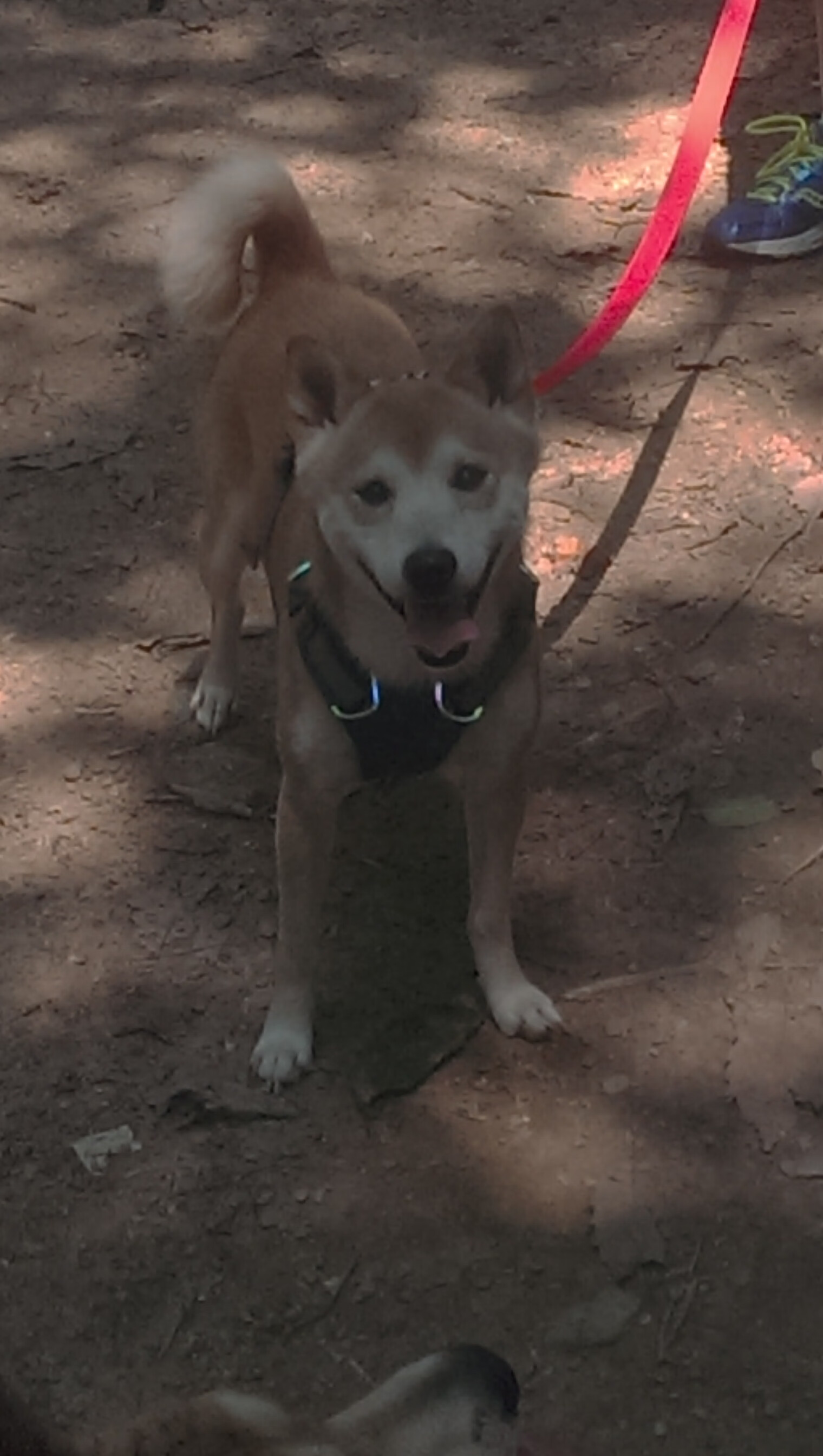 九游娱乐-“中国女足连续夺冠，展现亚洲霸主风采”，中国女足年终排名亚洲第三 视频