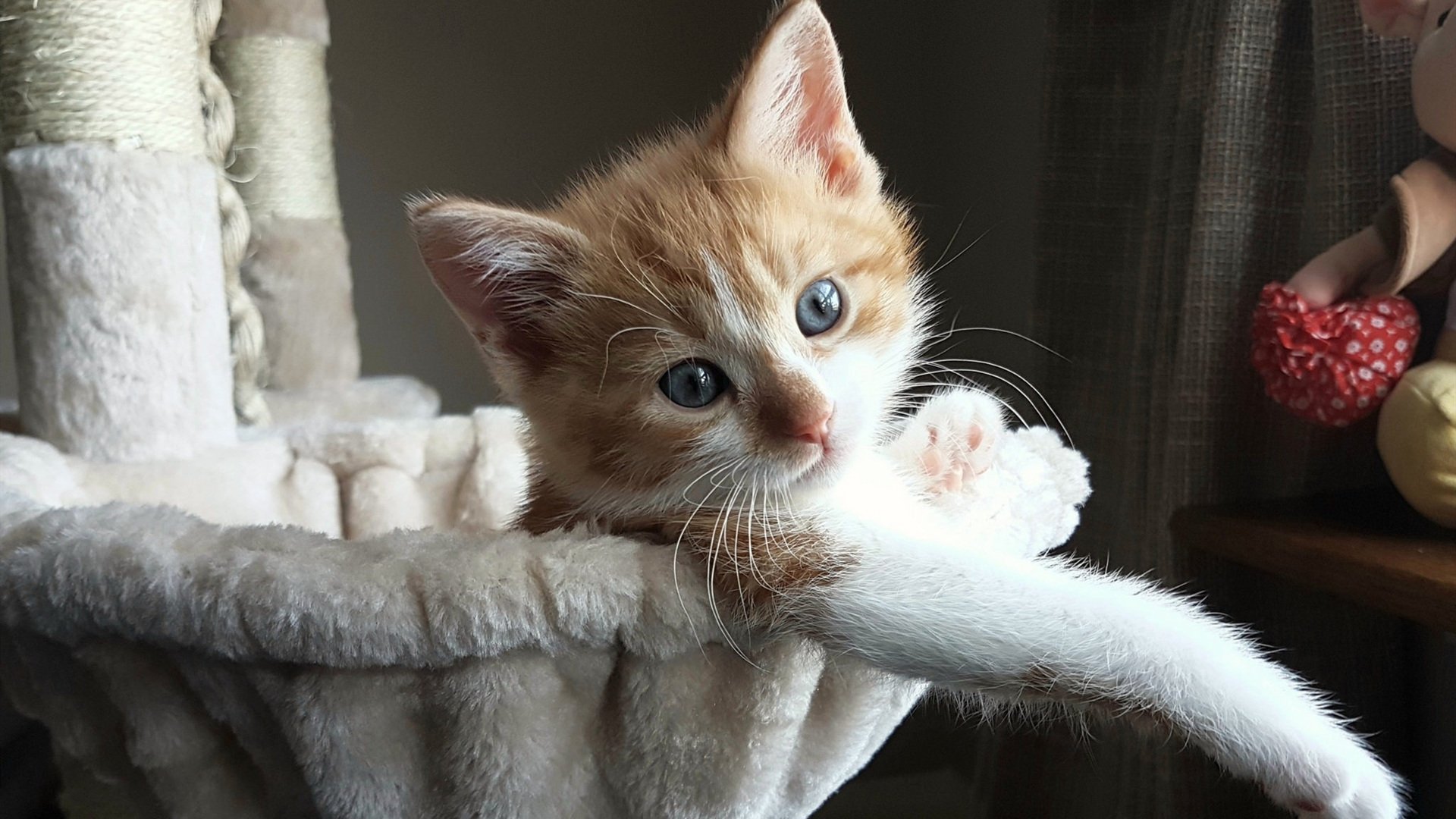 “天气考验:暴雨、雪雾的生死瞬间”,天气预报的暴雨