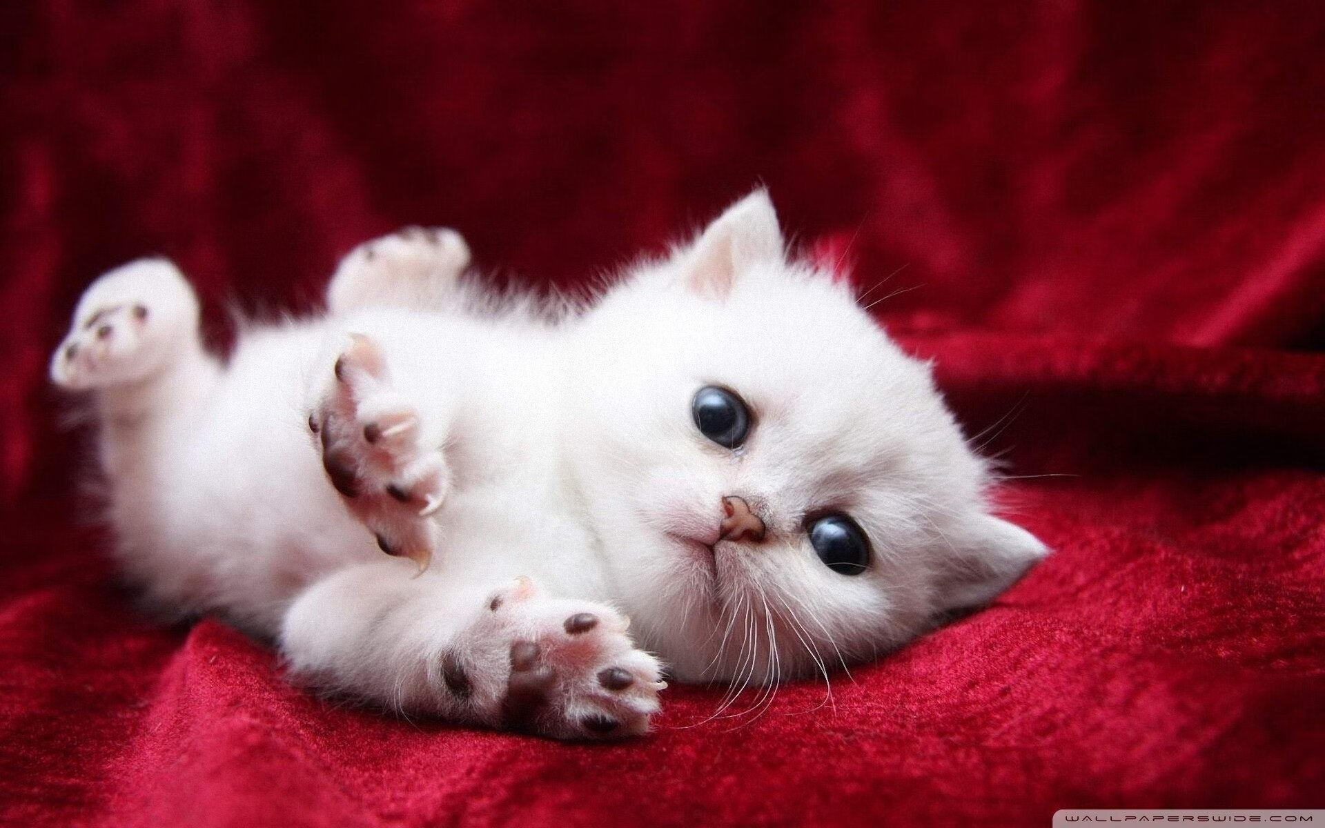 “法甲高手云集,场面精彩纷呈”,法甲怎么样