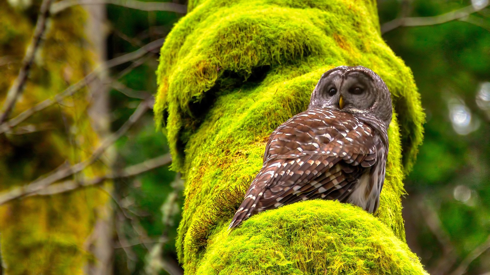 “速度逆转：传奇逆袭让人热血沸腾”，速度传奇下载