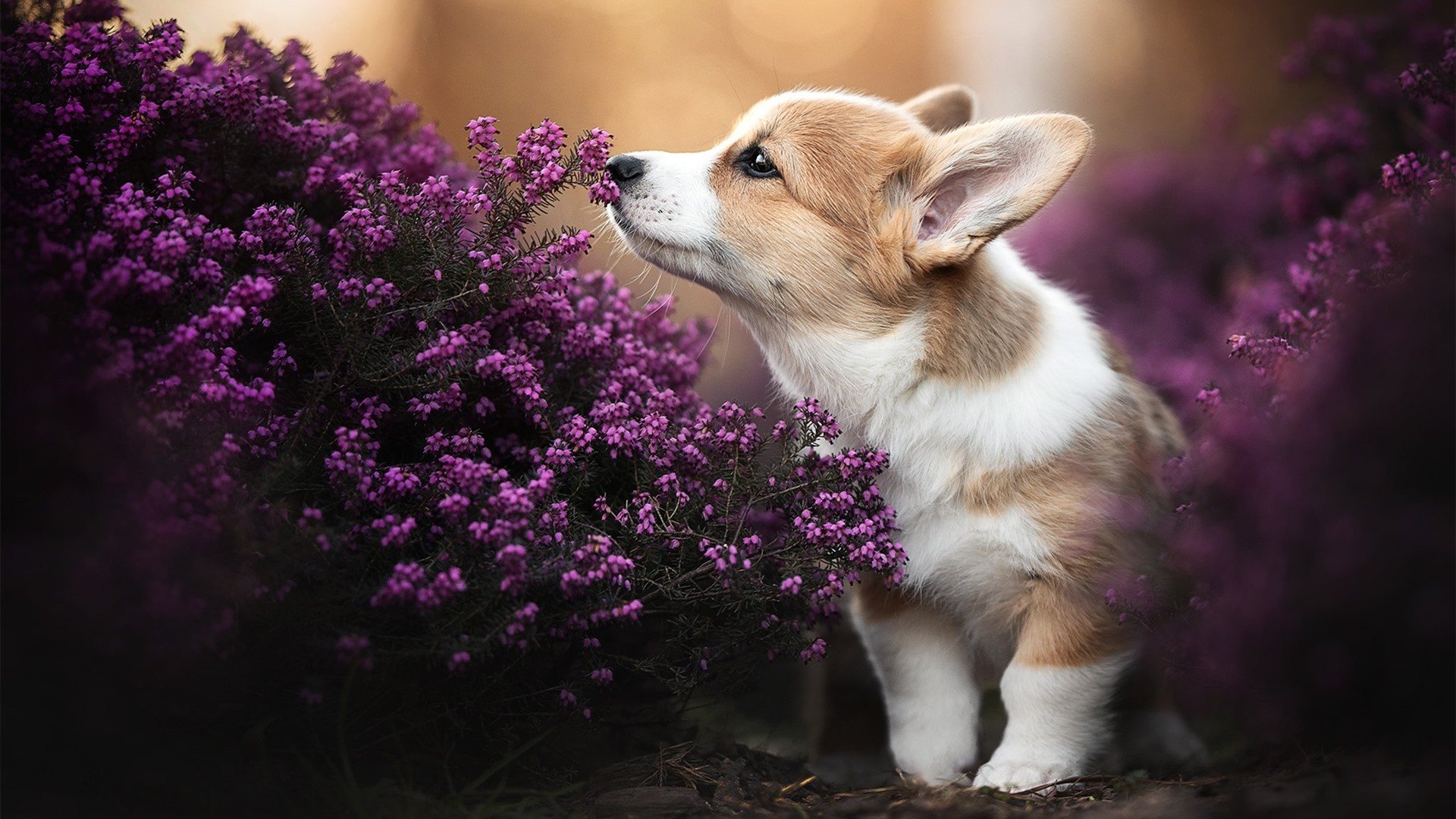 中国篮协推动数字化管理，赛事信息更透明，中国篮协大数据库